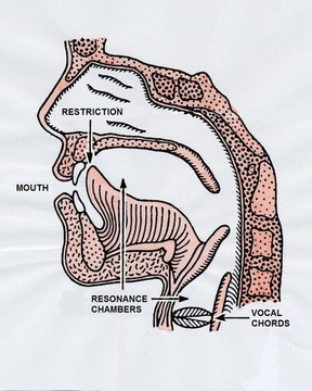 a section through the human mouth